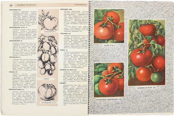 Каталог овощных семян. Овощные, бахчевые культуры и кормовые корнеплоды. М., 1957.